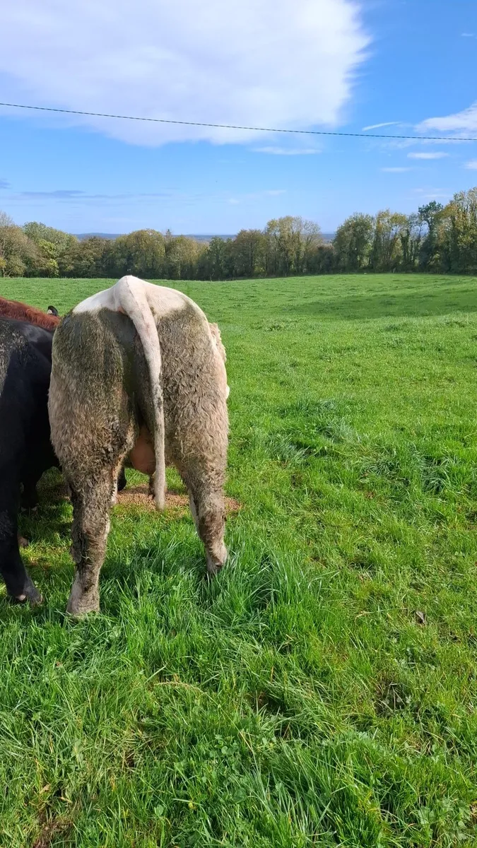 Pedigree Charolais Bull - Image 1