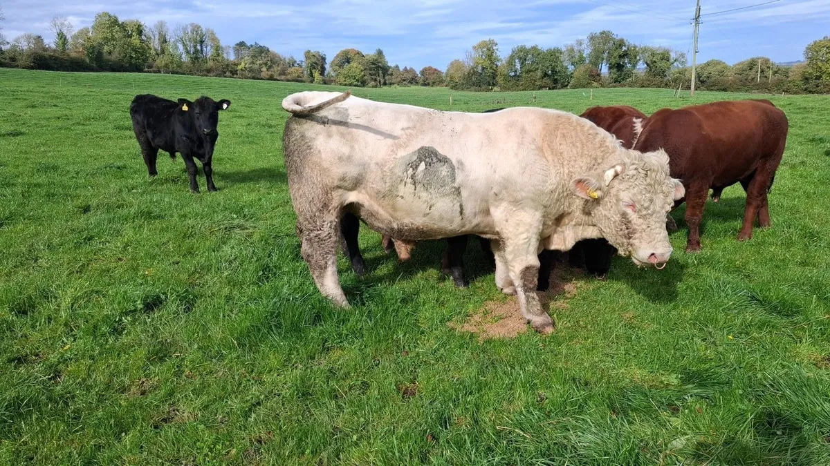 Pedigree Charolais Bull - Image 2