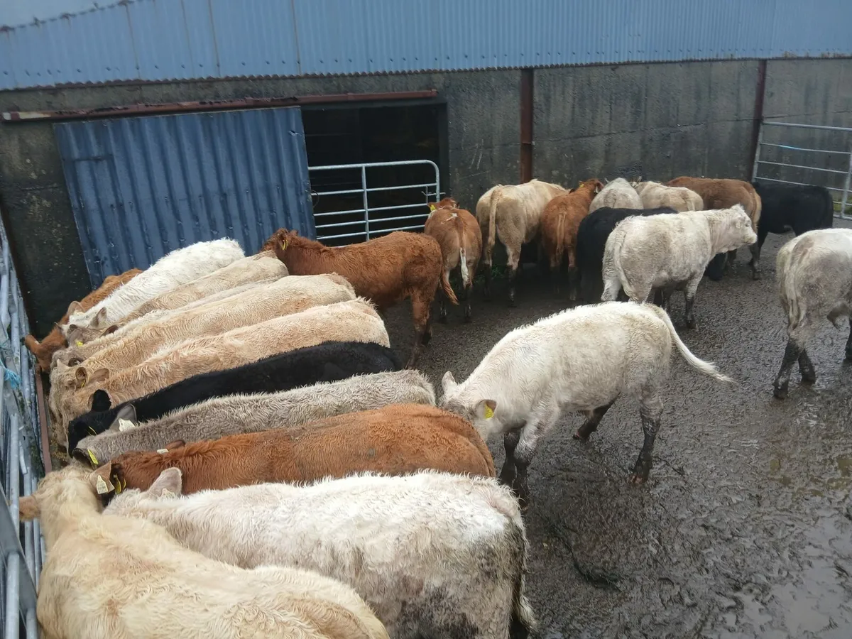 Organic Cattle  - Balla Mart 7th October - Image 1