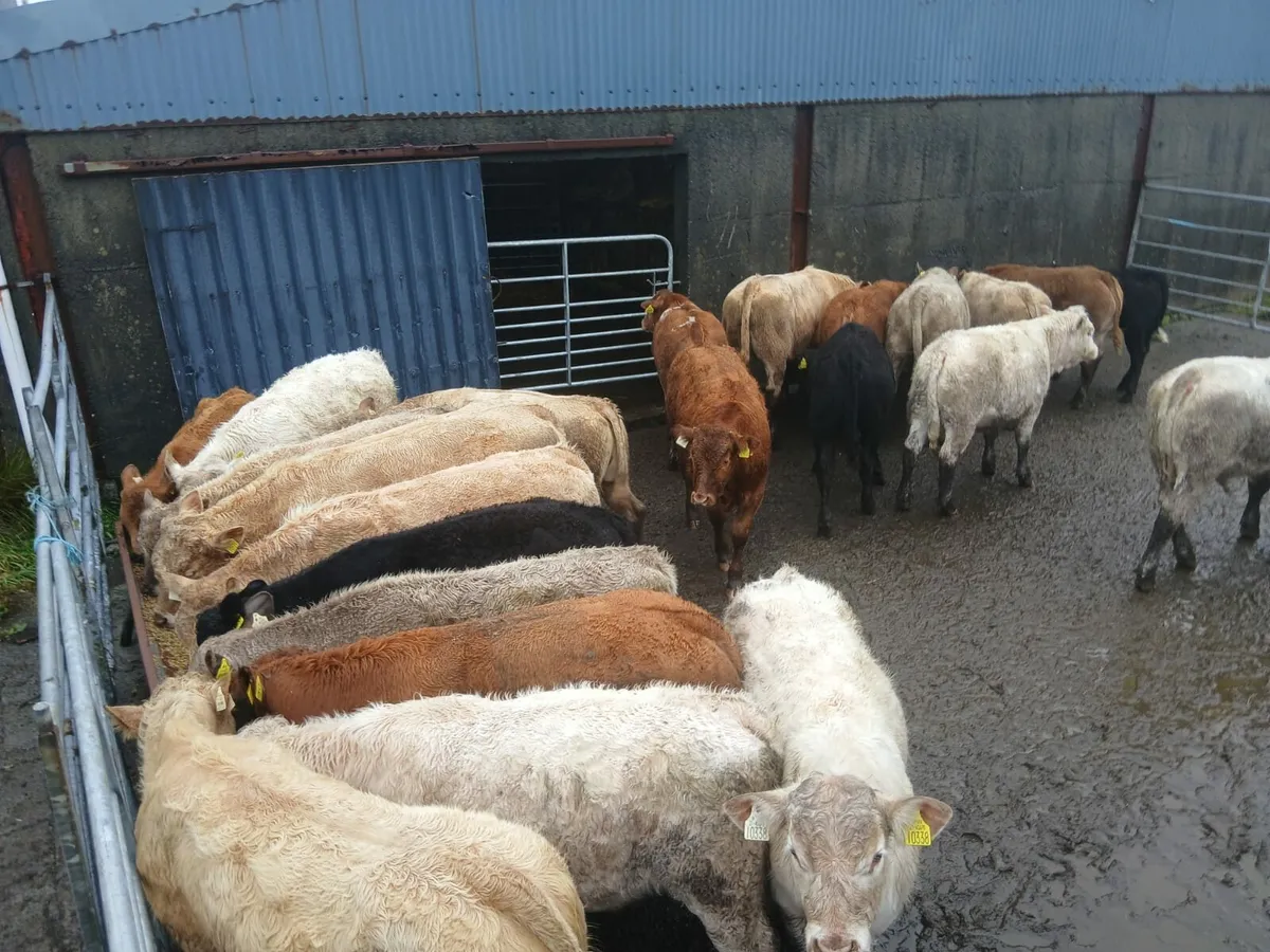 Organic Cattle  - Balla Mart 7th October - Image 2