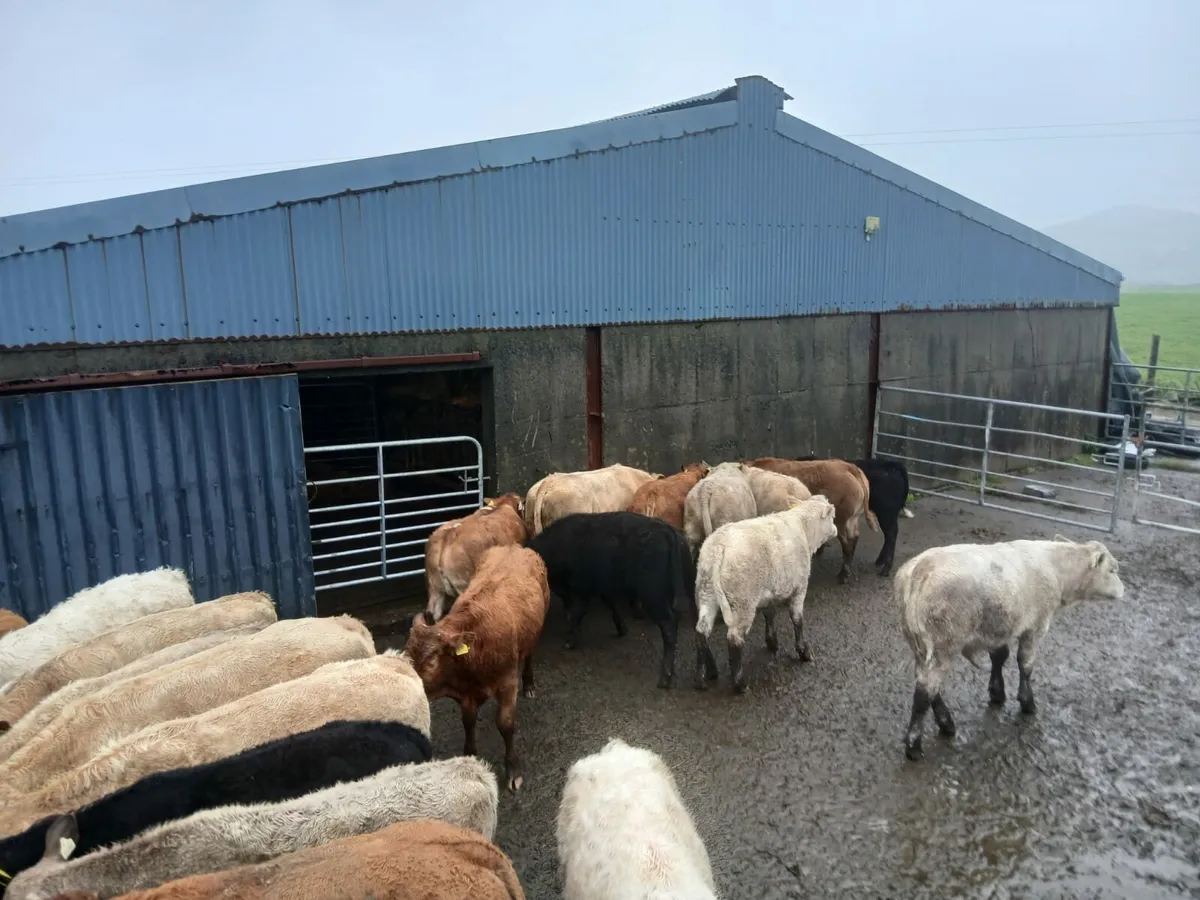Organic Cattle  - Balla Mart 7th October - Image 3