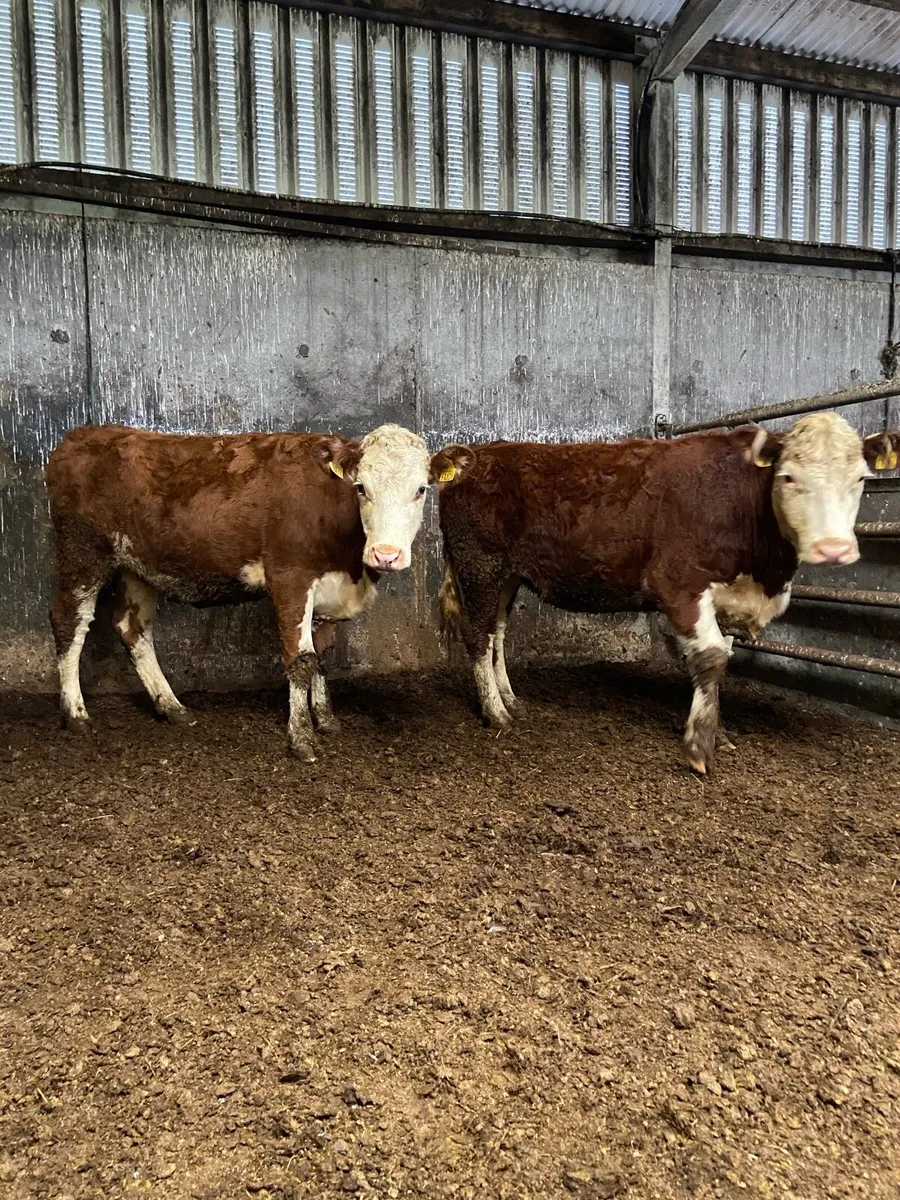 2 super Hereford heifers - Image 1