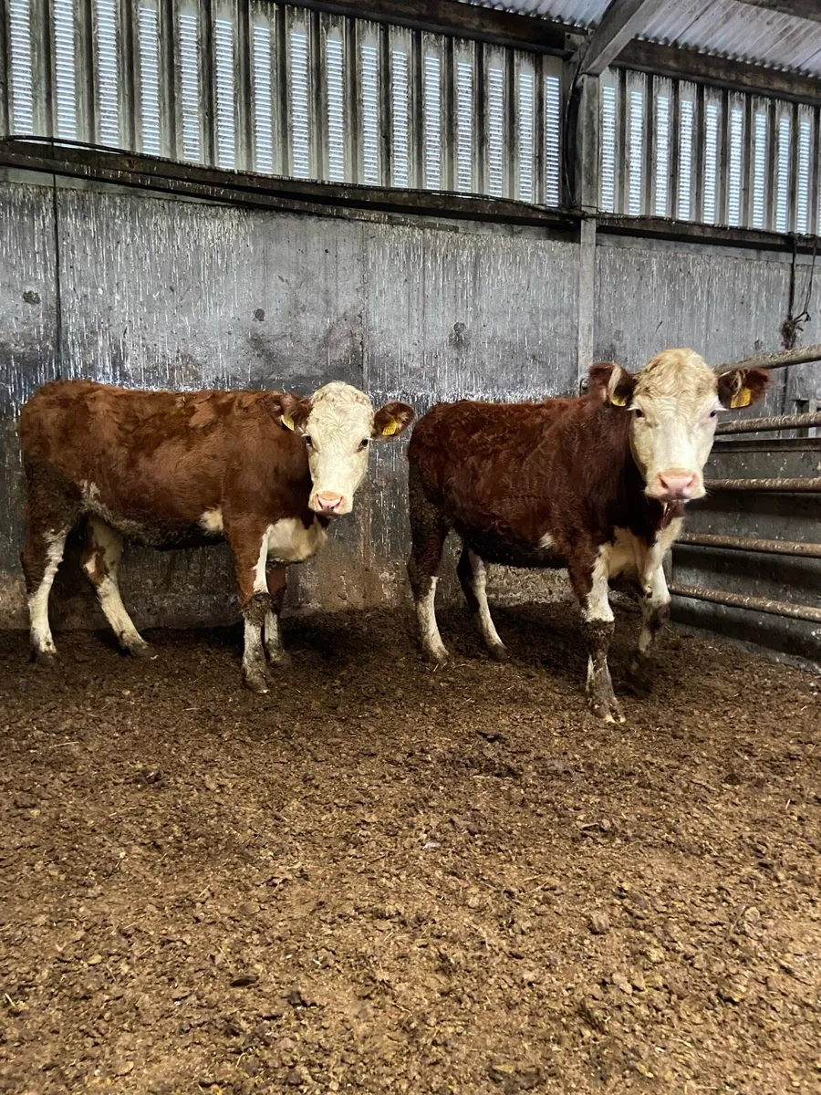 2 super Hereford heifers - Image 2