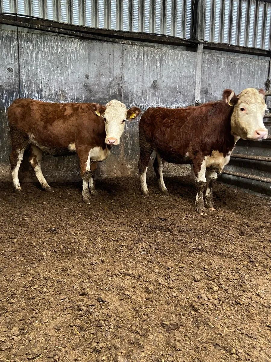 2 super Hereford heifers - Image 3