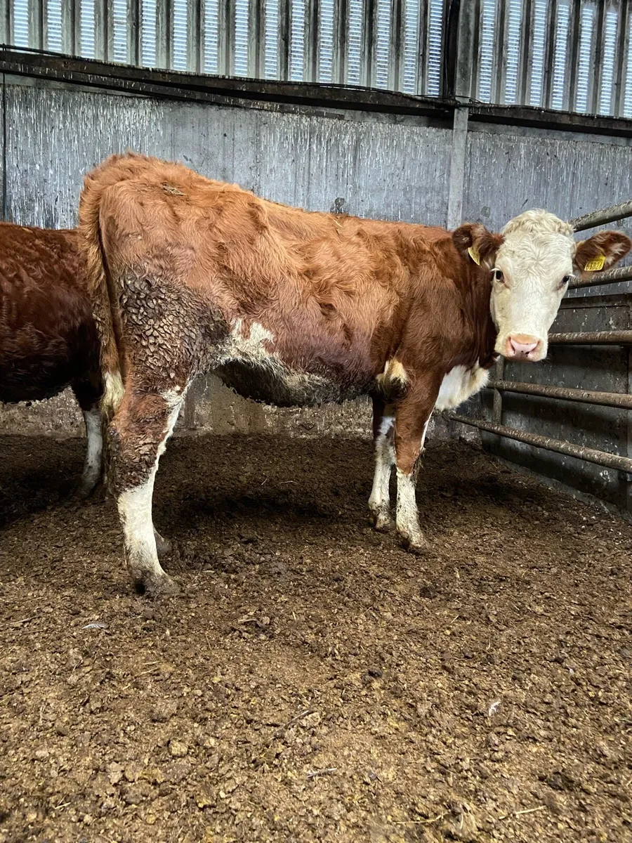 2 super Hereford heifers - Image 4