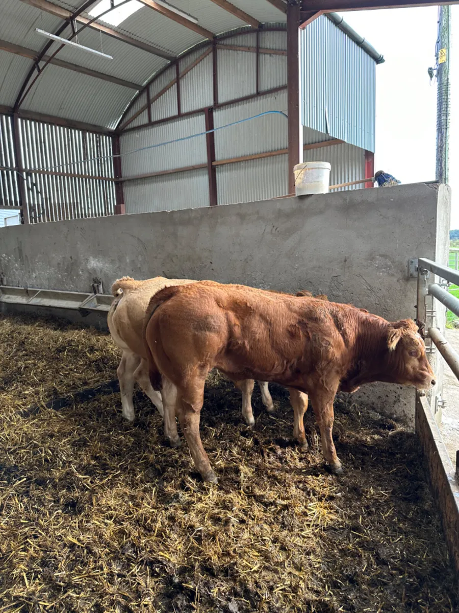Show bullocks - Image 3