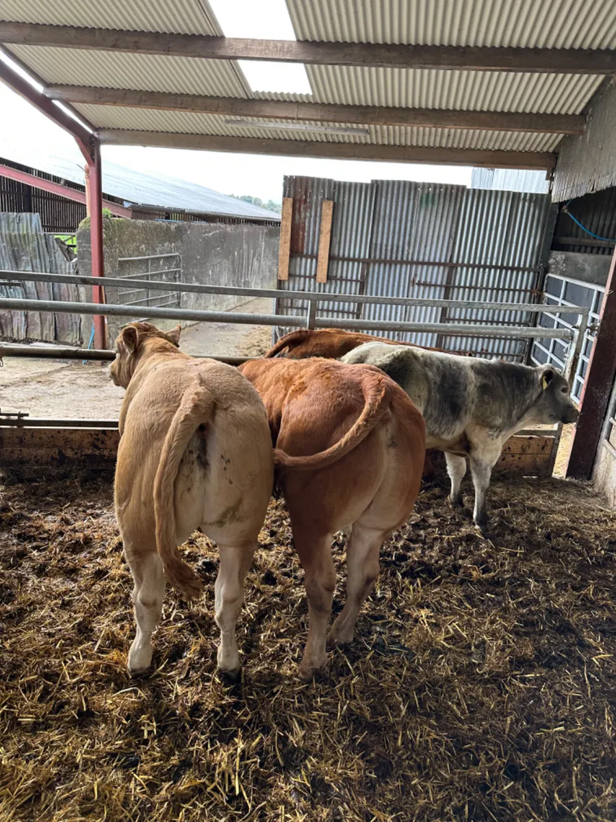 Show bullocks - Image 1