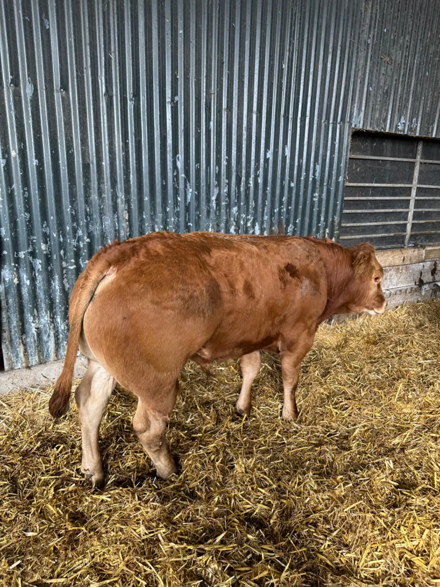 Show bullocks - Image 4