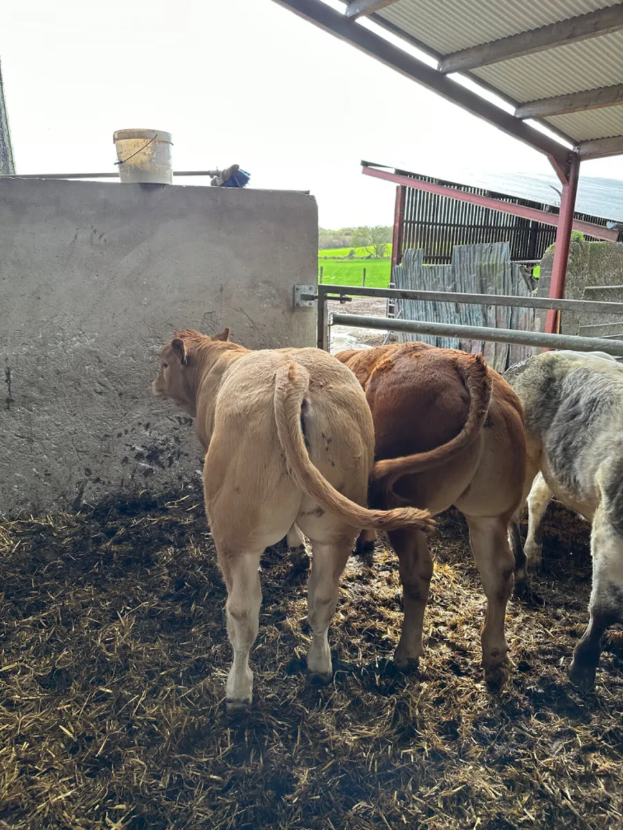 Show bullocks - Image 2