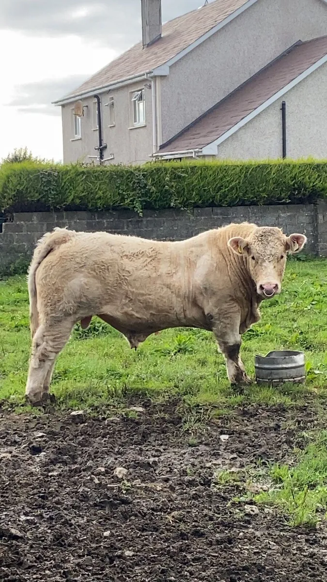 5* Charolais bull - Image 1