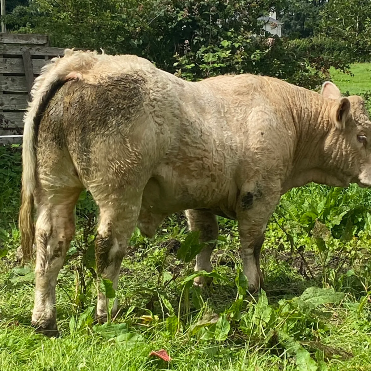 5* Charolais bull - Image 2