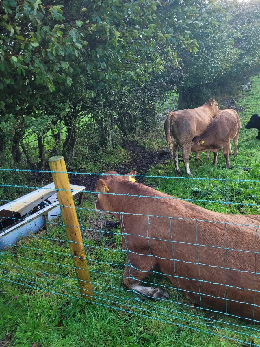 Cattle