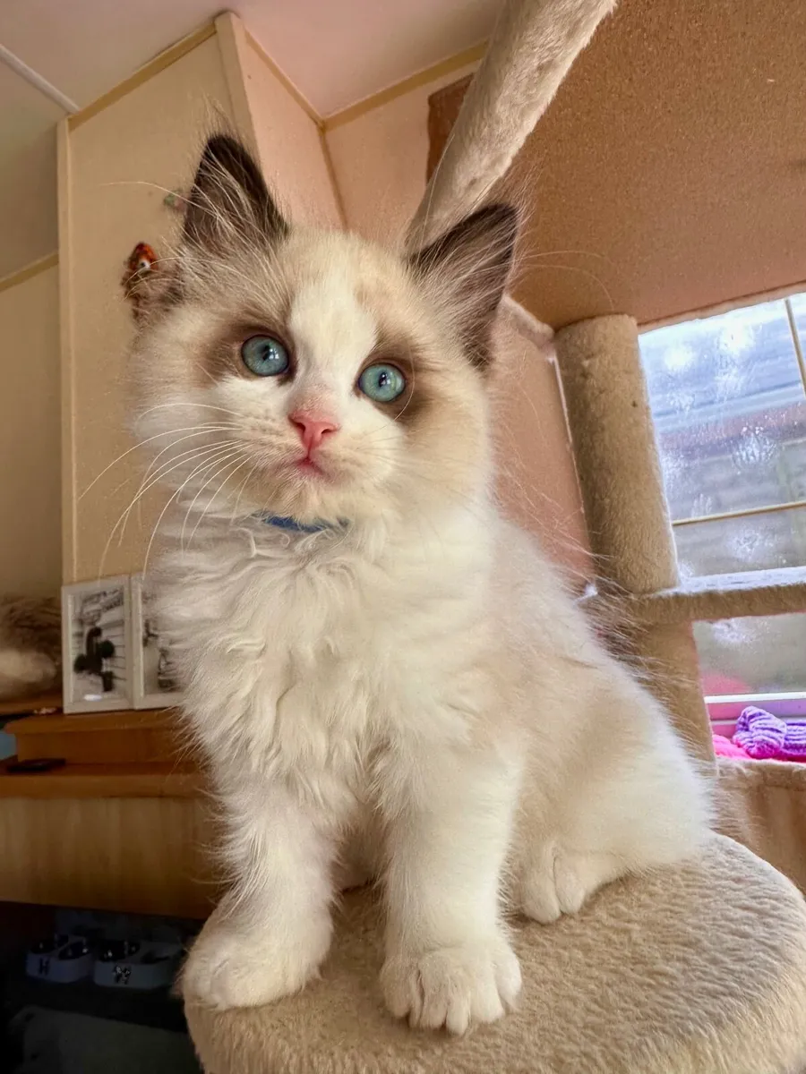 Adorable TICA Registered Ragdoll Kittens Ready for - Image 3