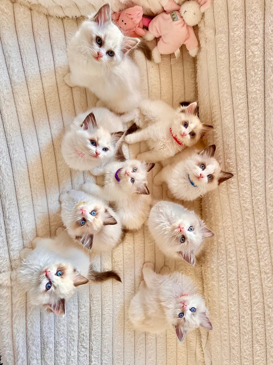 Adorable TICA Registered Ragdoll Kittens Ready for - Image 1