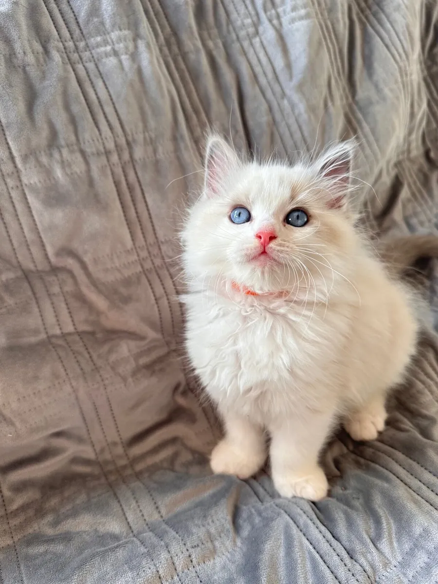 Adorable TICA Registered Ragdoll Kittens Ready for - Image 4