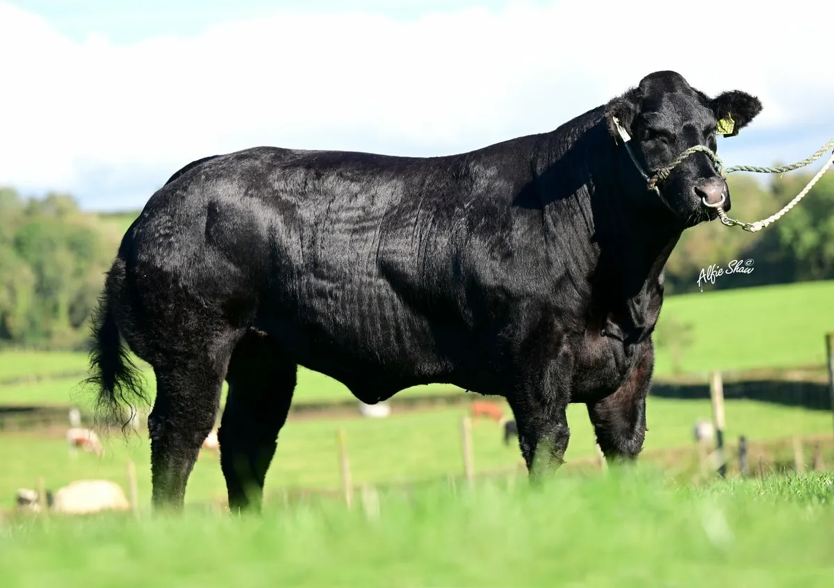 Show heifer - Image 1