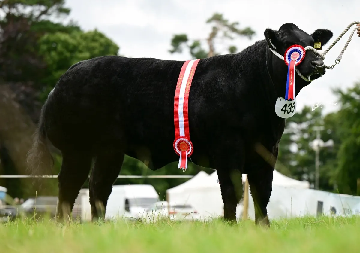 Show heifer - Image 2