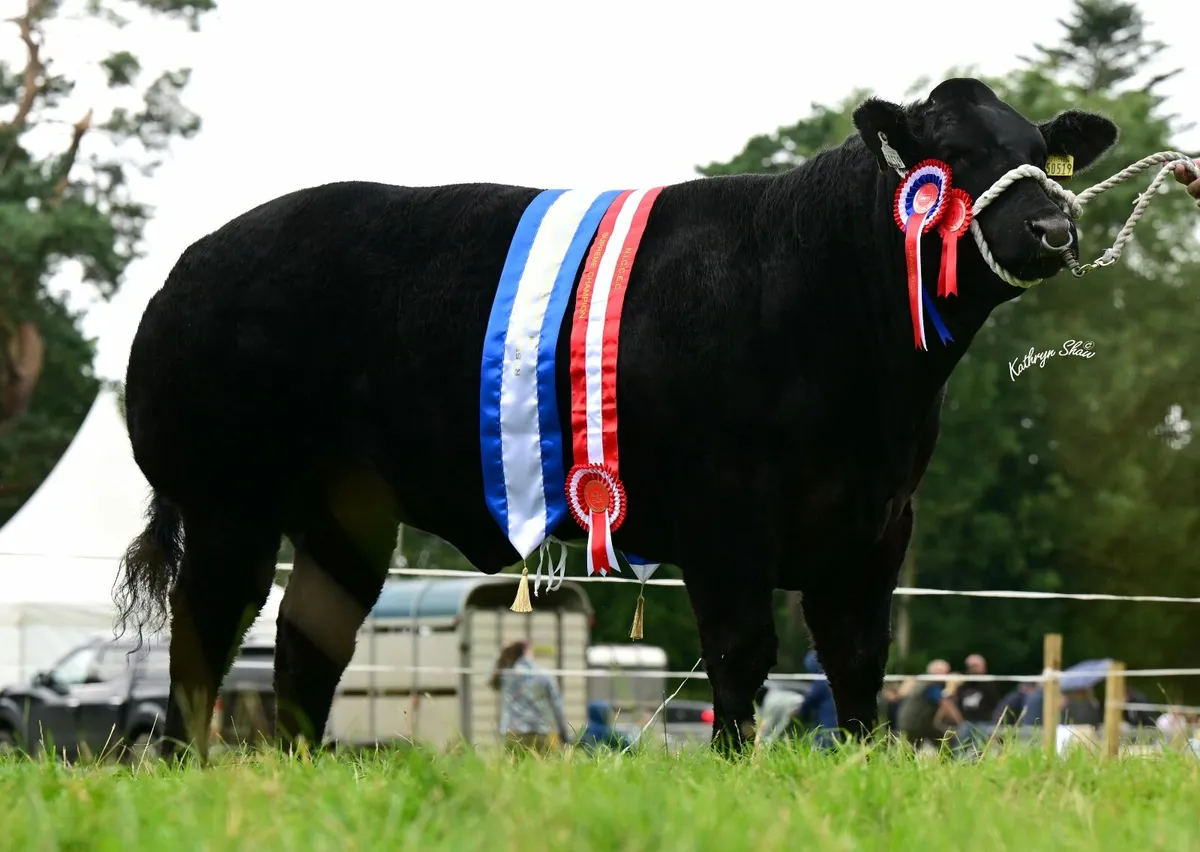 Show heifer - Image 3