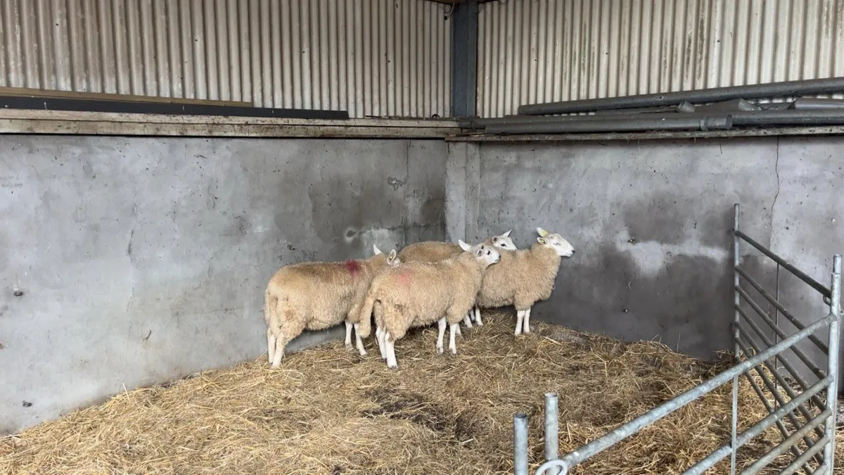 Cheviot Ram Lambs SIS - Image 1