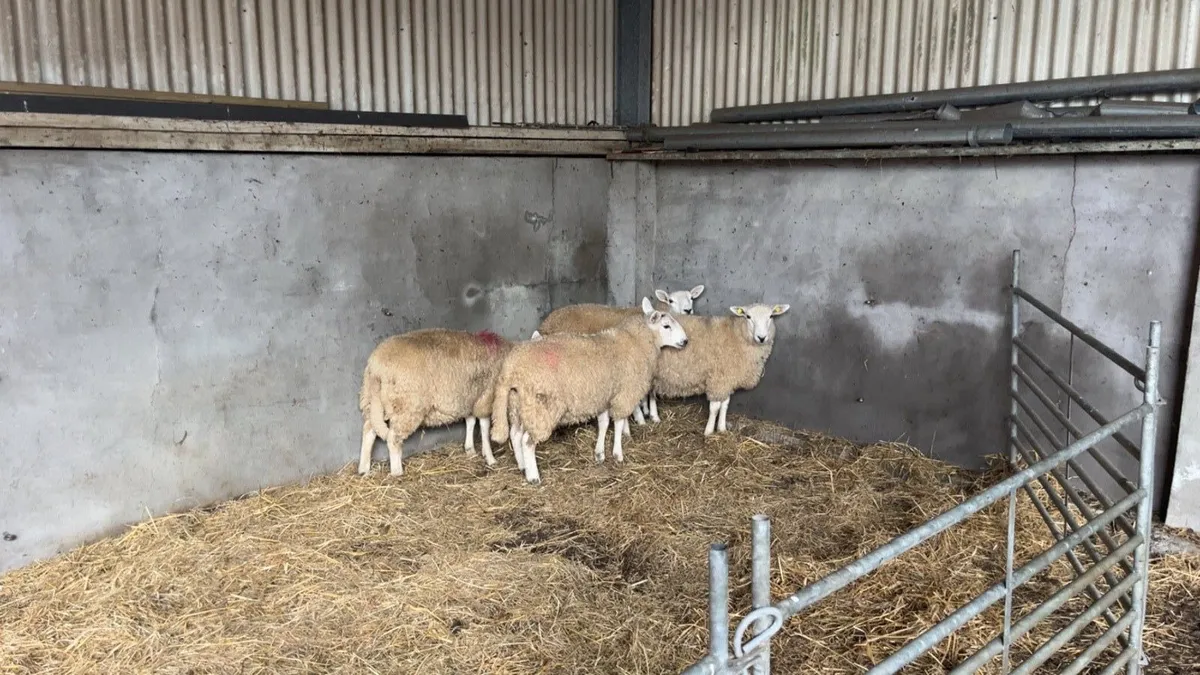 Cheviot Ram Lambs SIS - Image 2