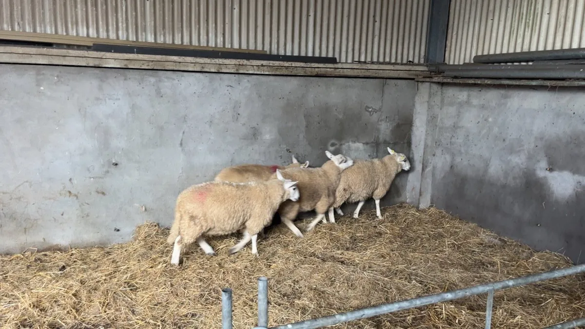 Cheviot Ram Lambs SIS - Image 3