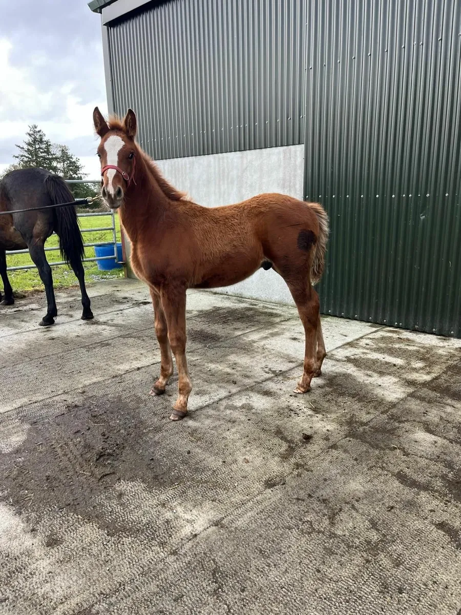 Irish Sport Horse colt foal - Image 1