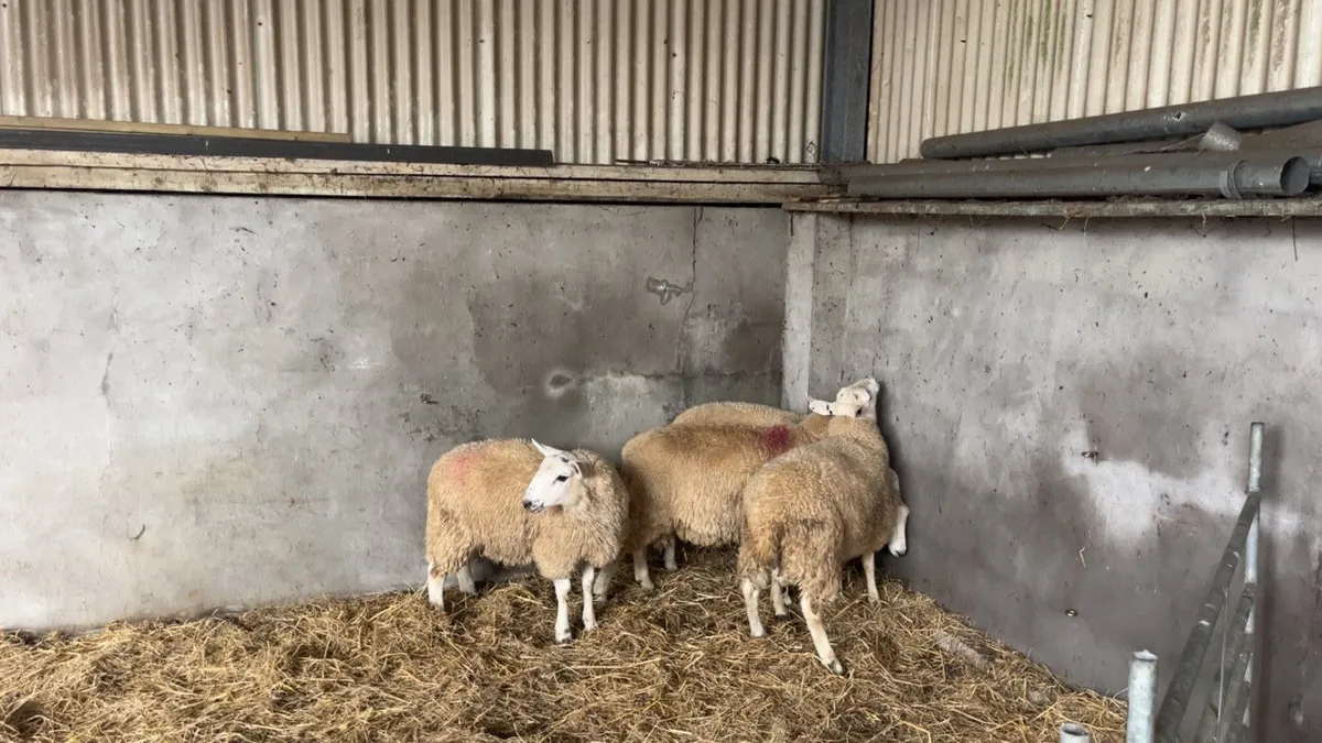 Cheviot Ram Lambs SIS - Image 4
