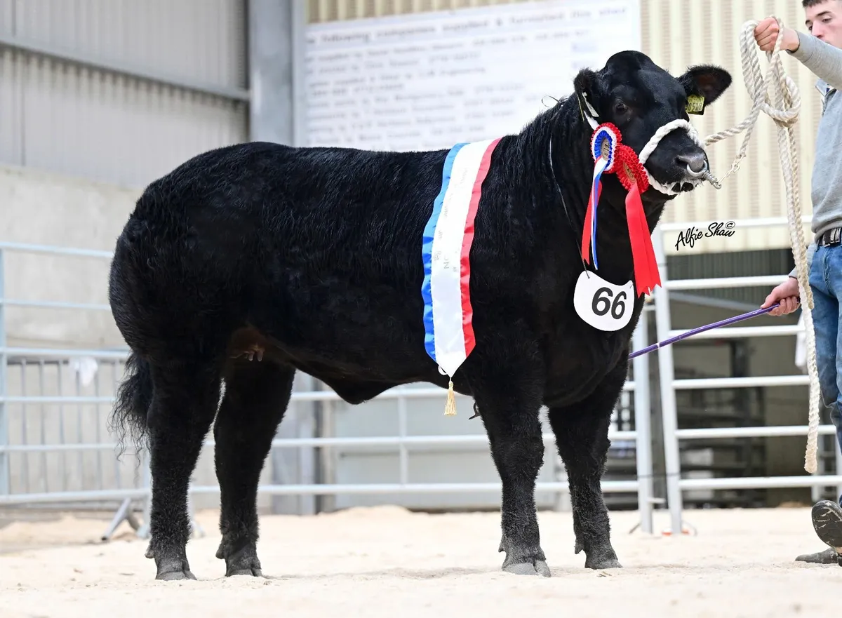 Show heifer - Image 4