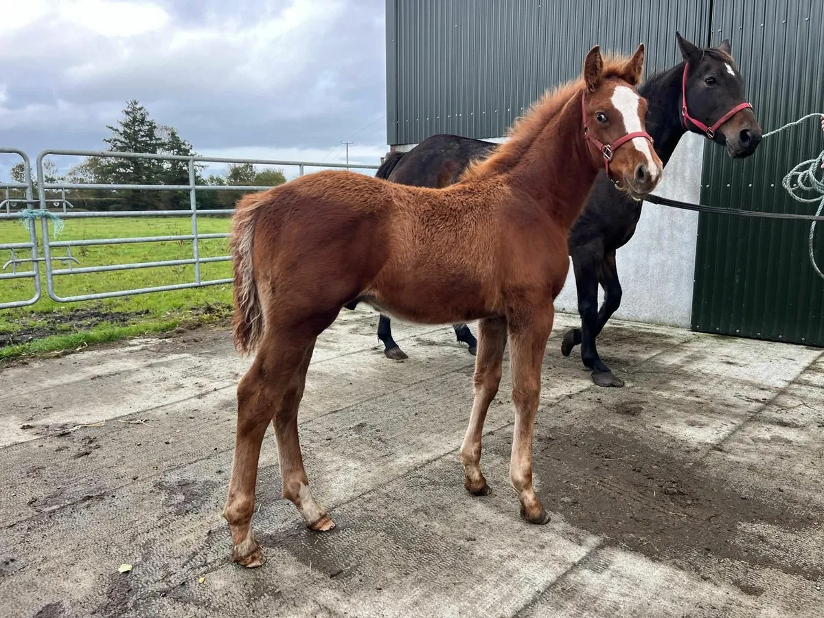 Irish Sport Horse colt foal - Image 2