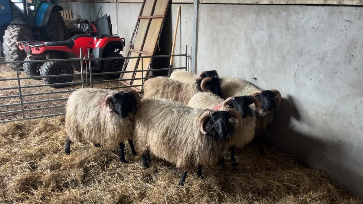 Mayo Mountain Ram Lambs SIS - Image 2