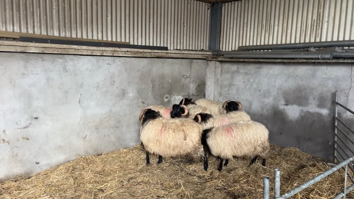 Mayo Mountain Ram Lambs SIS - Image 1