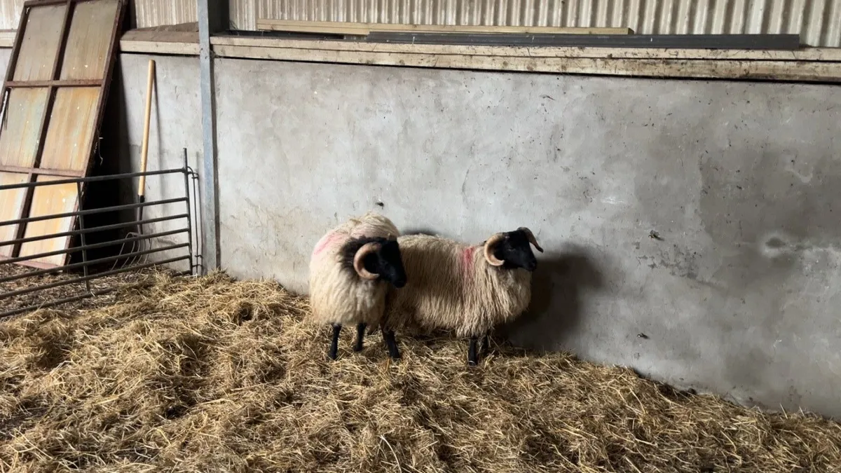 Mayo Mountain Ram Lambs SIS - Image 3