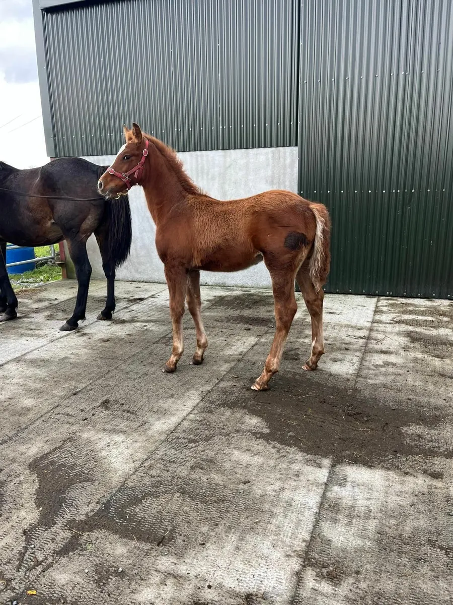 Irish Sport Horse colt foal - Image 3