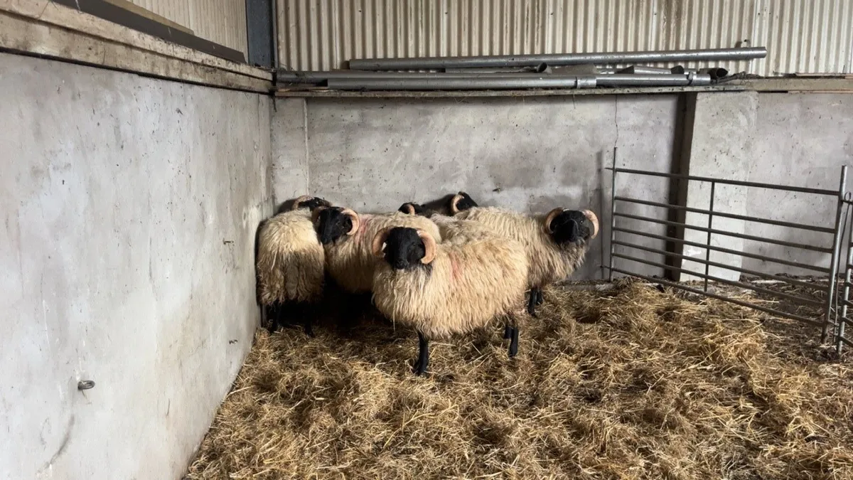 Mayo Mountain Ram Lambs SIS - Image 4