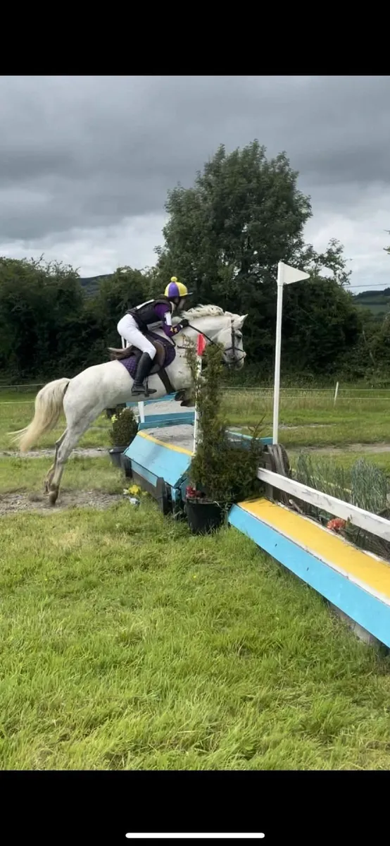 14h grey mare - Image 2