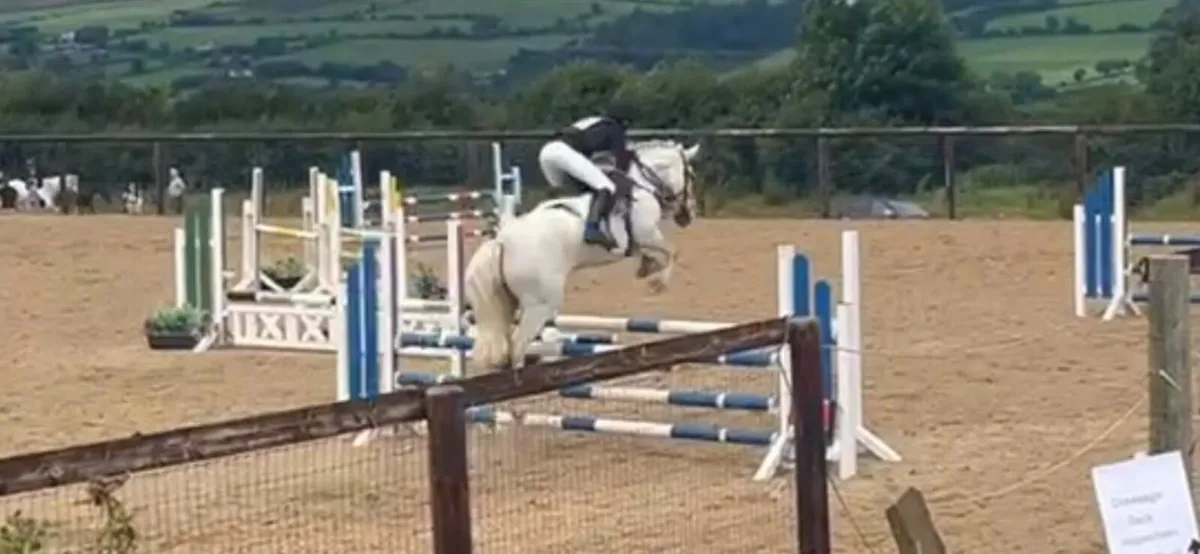 14h grey mare - Image 4