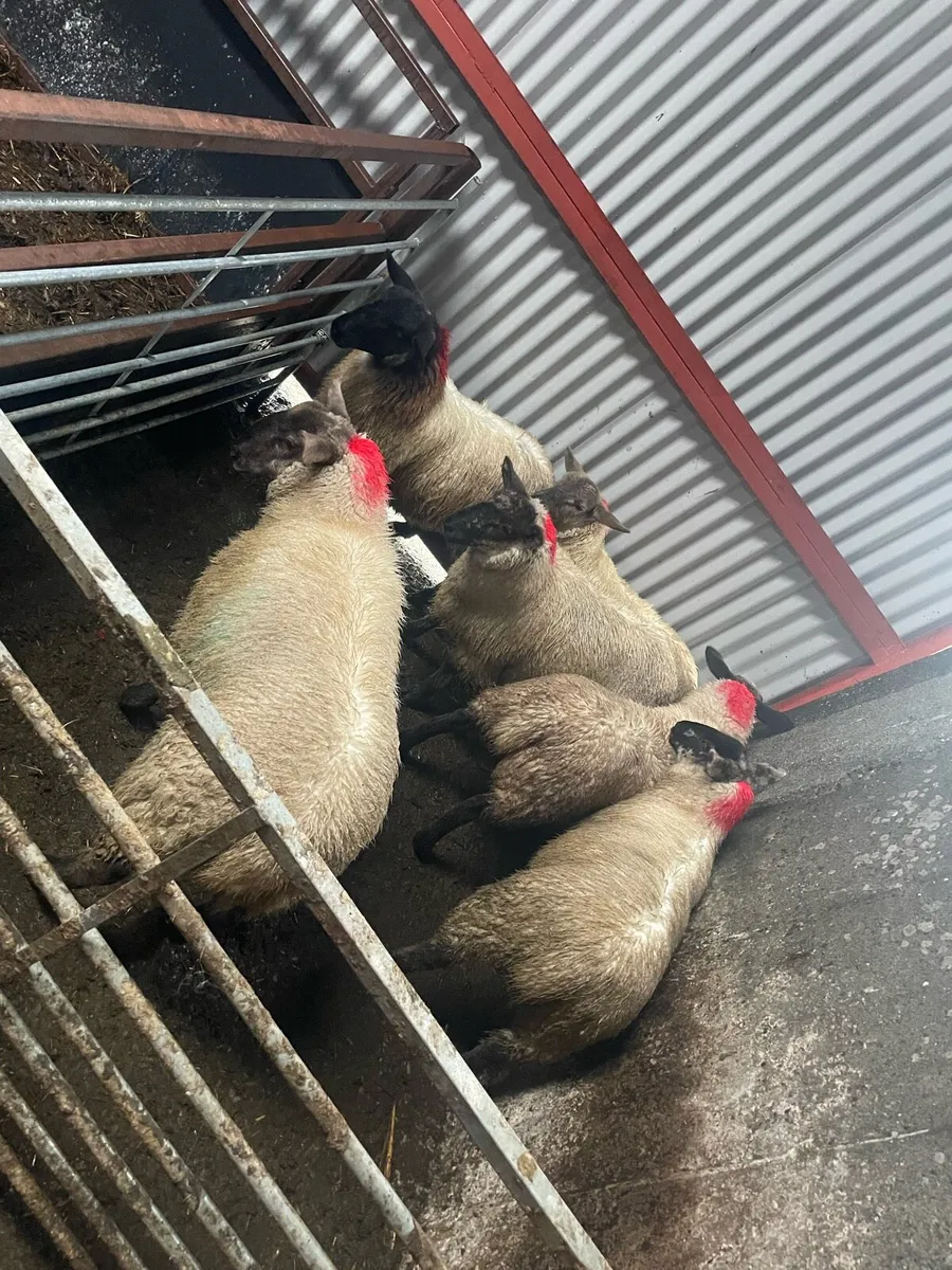 Ewe lambs - Image 1