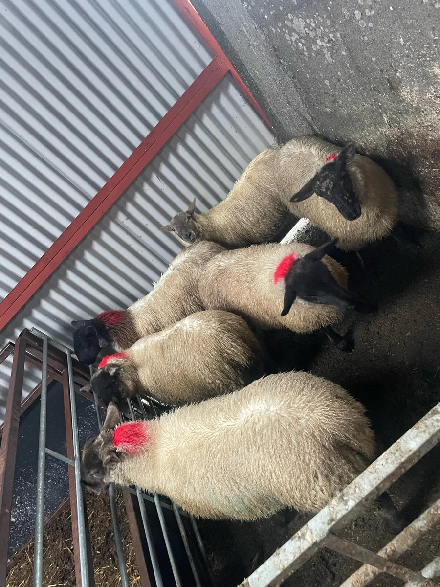 Ewe lambs - Image 2