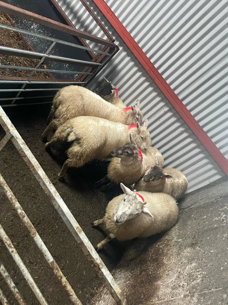 Ewe lambs - Image 3