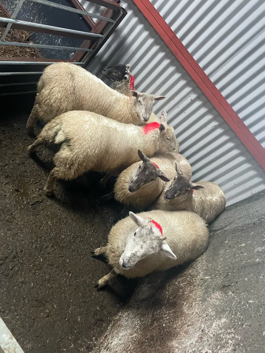 Ewe lambs - Image 4