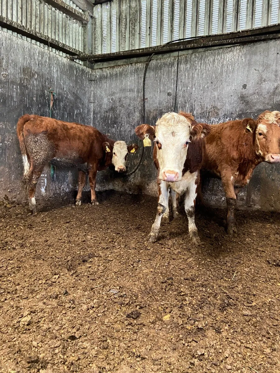 3 super Hereford heifers - Image 1