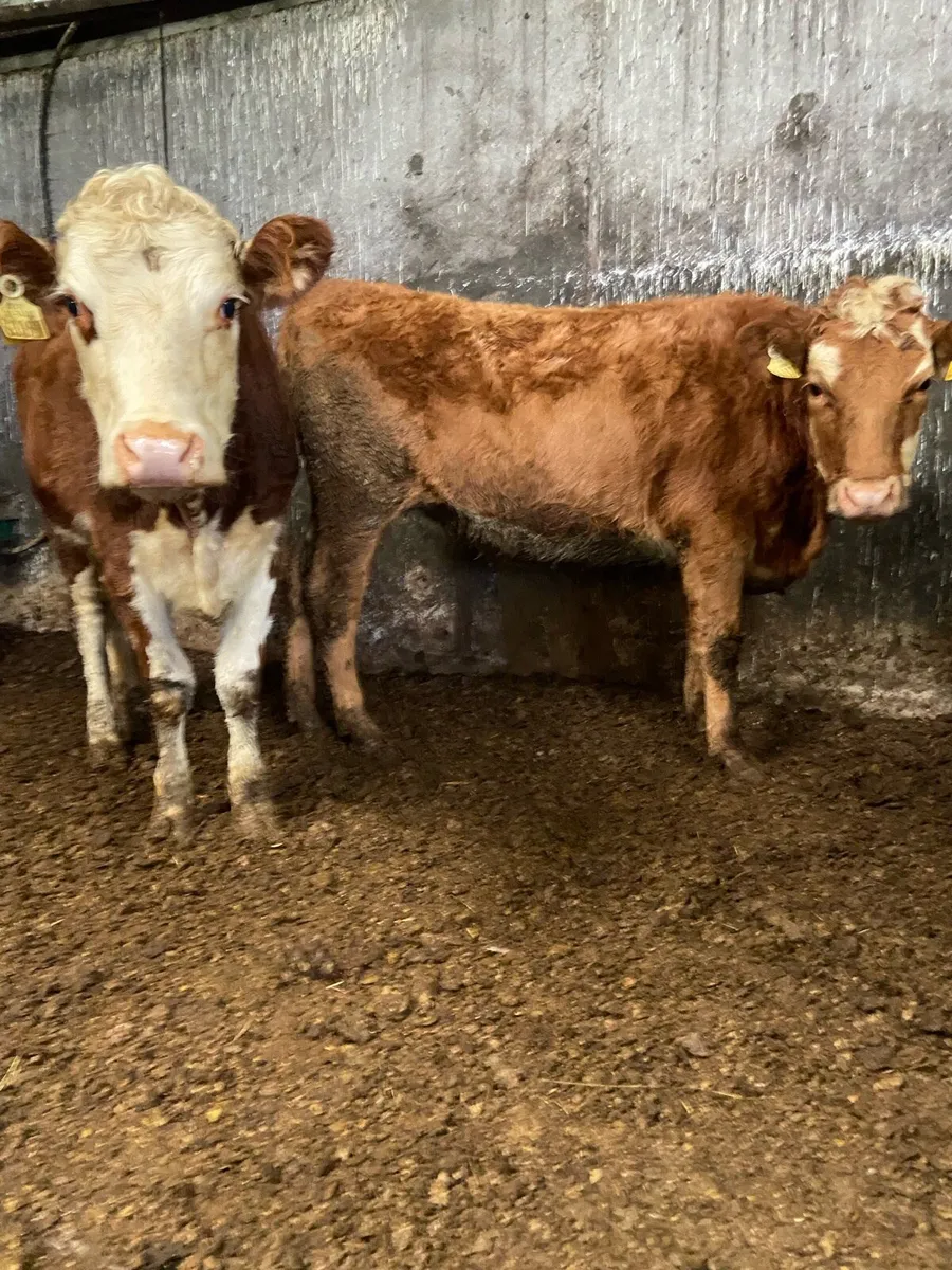 3 super Hereford heifers - Image 3