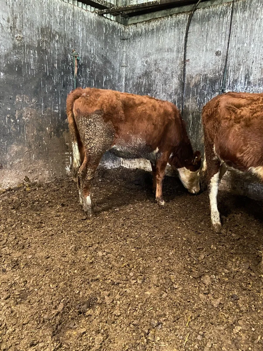 3 super Hereford heifers - Image 4