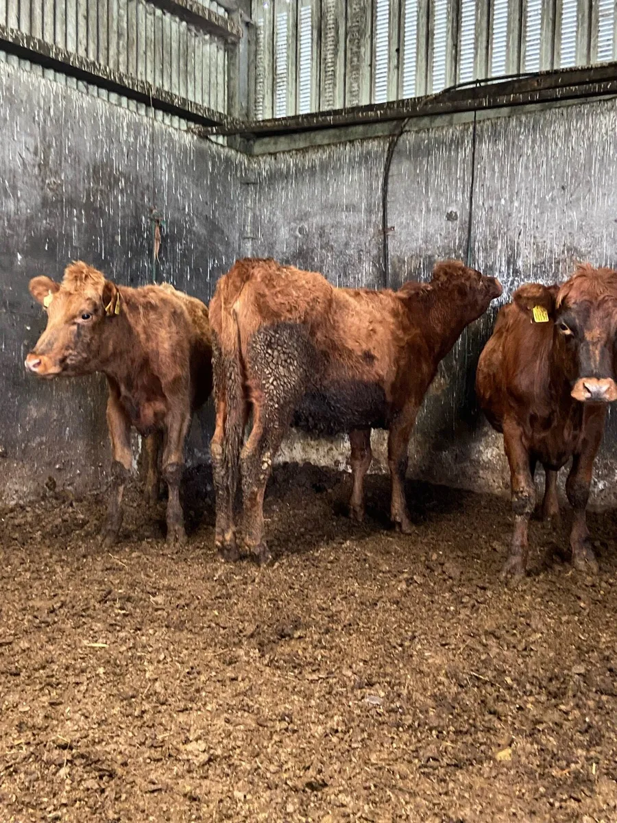 3super red Angus heifers - Image 1