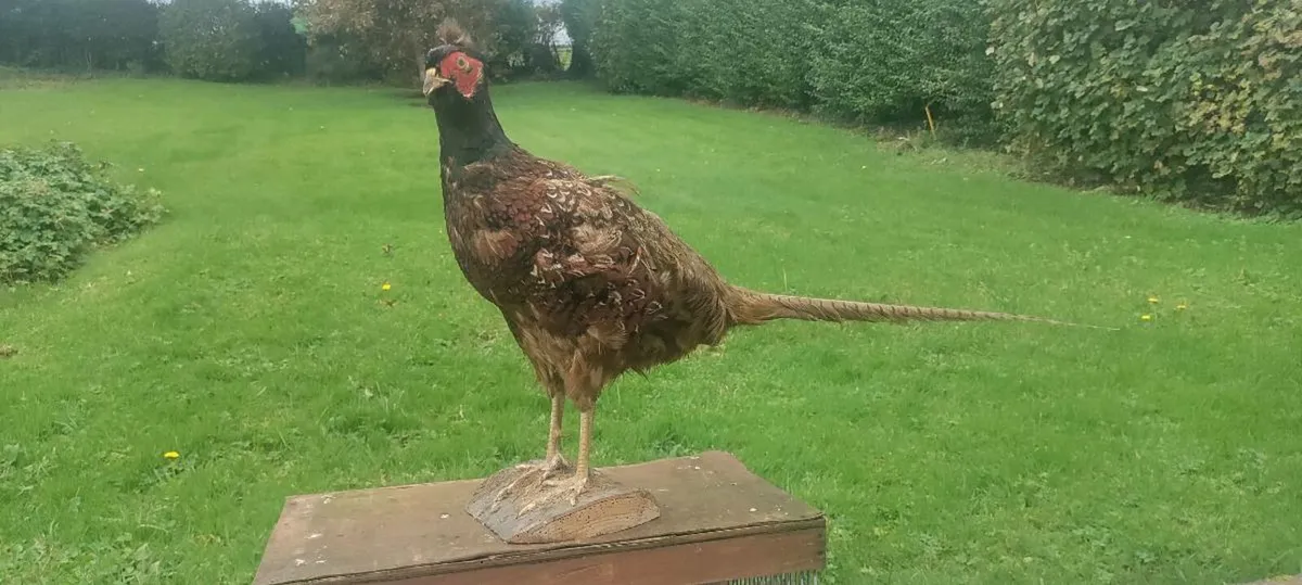Taxidermist Stuffed Cock Pheasant - Image 1