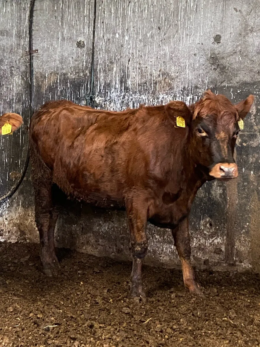 3super red Angus heifers - Image 2