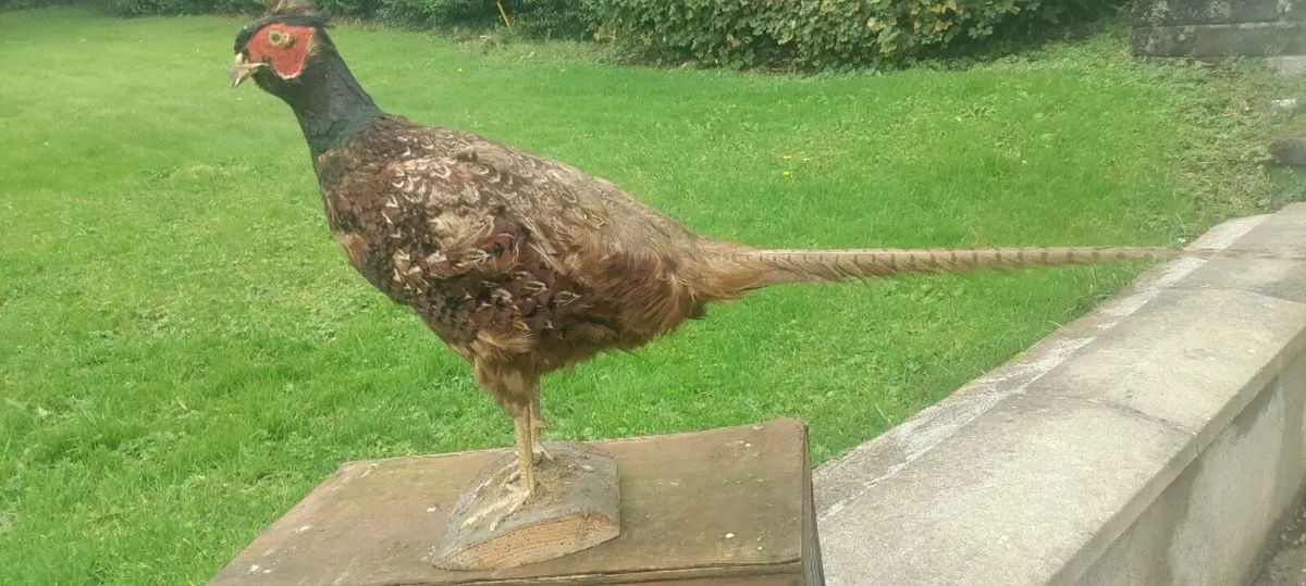 Taxidermist Stuffed Cock Pheasant - Image 2