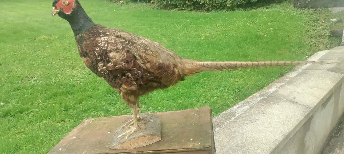 Taxidermist Stuffed Cock Pheasant - Image 3