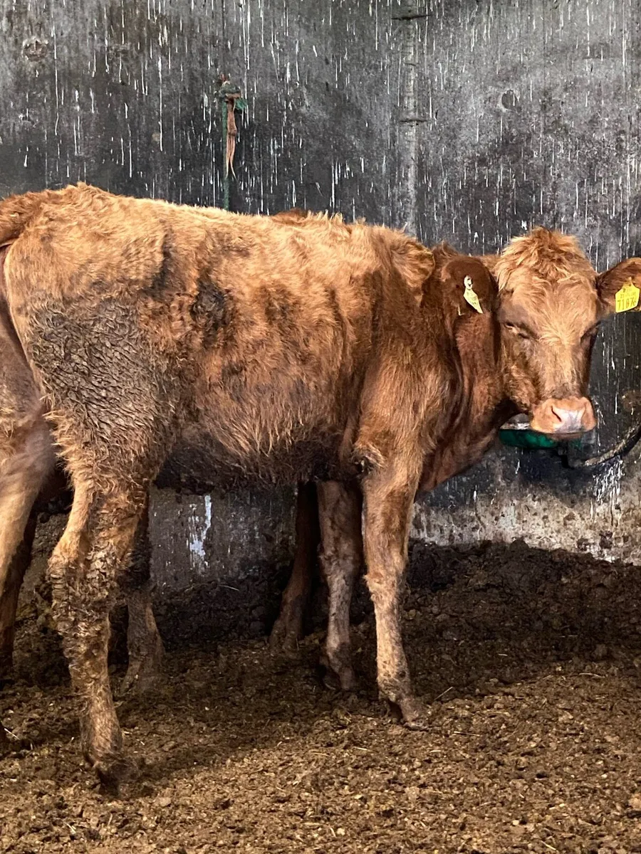 3super red Angus heifers - Image 3