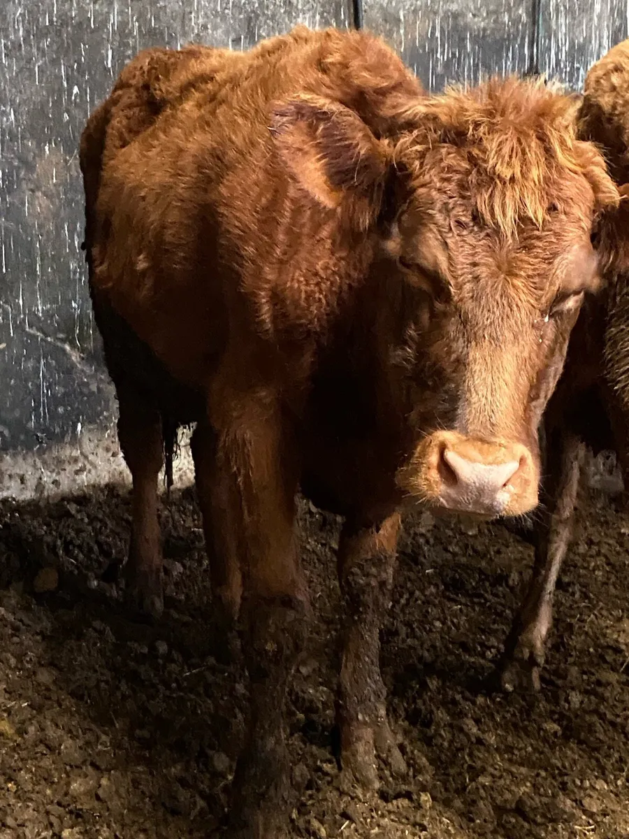 3super red Angus heifers - Image 4